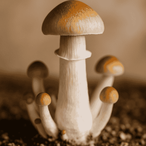 Amazonian Psilocybin Magic Mushrooms