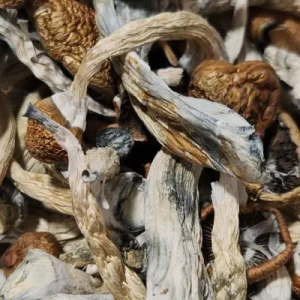 Blue God Psilocybin Magic Mushrooms