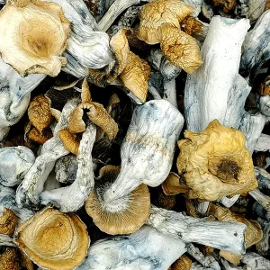 Hillbilly Psilocybin Magic Mushrooms