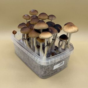 Malabar Psilocybin Magic Mushrooms