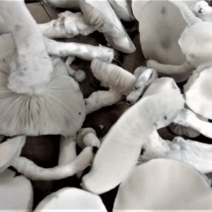 Avery Albino Psilocybin Magic Mushrooms