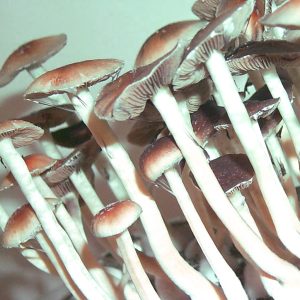Cambodian Psilocybin Magic Mushrooms
