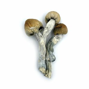 Golden Teacher Psilocybin Magic Mushrooms