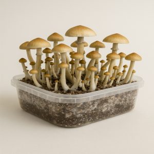 Mexicana Psilocybin Magic Mushrooms