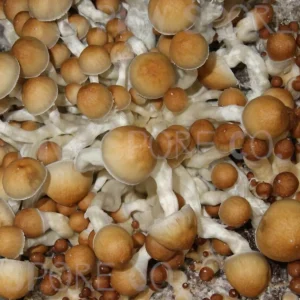 PE6 Psilocybin Magic Mushrooms
