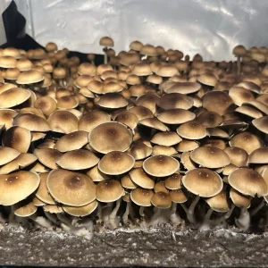 Treasure Coast Psilocybin Magic Mushrooms