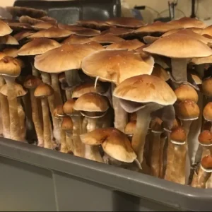 Z-Strain Psilocybin Magic Mushrooms